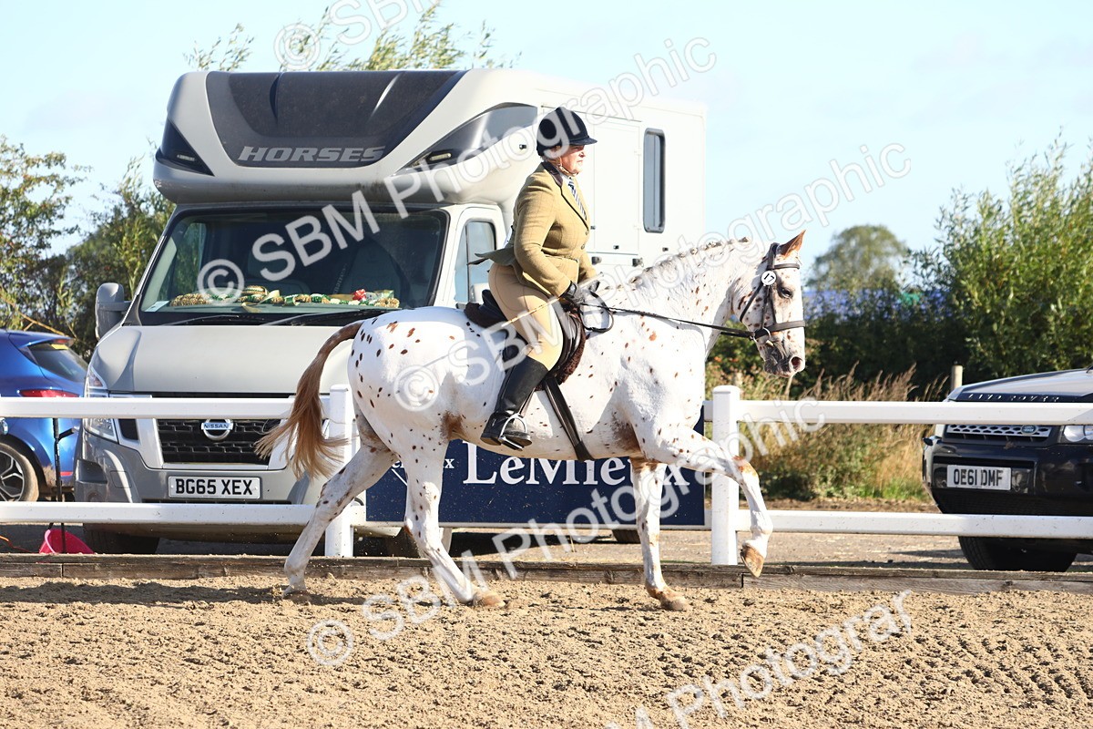 SBM_08592 - Class 502 - Riding Club Horse