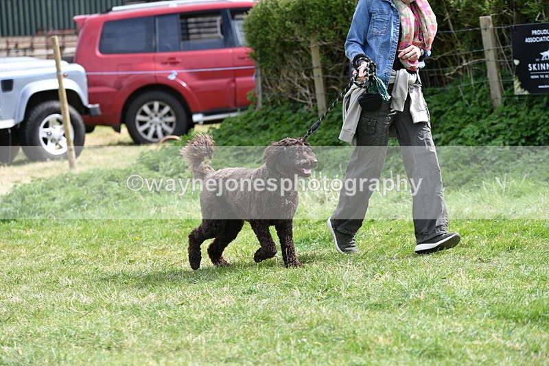 WJ5_9600 - Class 3 Most Handsome Dog