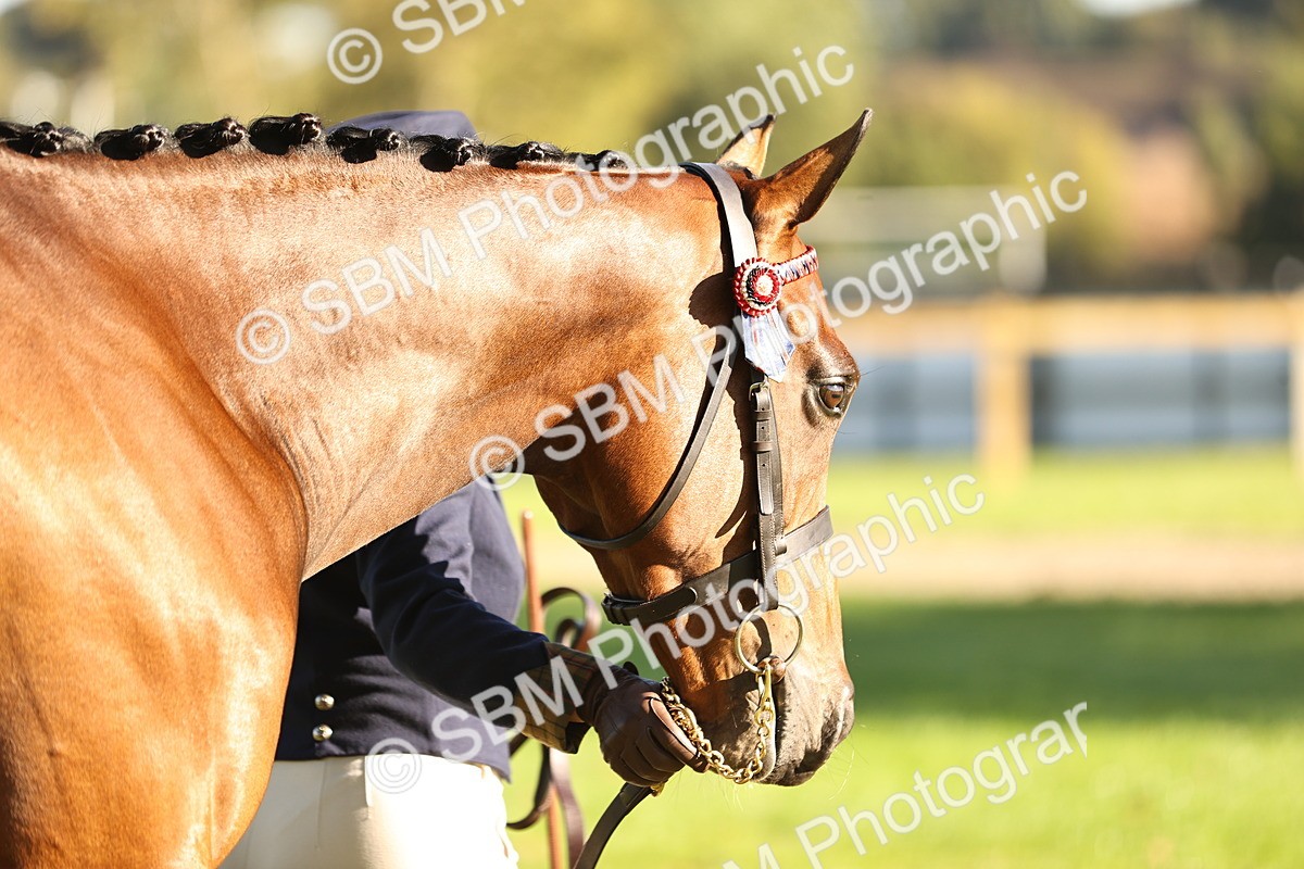 SBM_15749 - S1 - TSR in Hand Horse & Pony Showing
