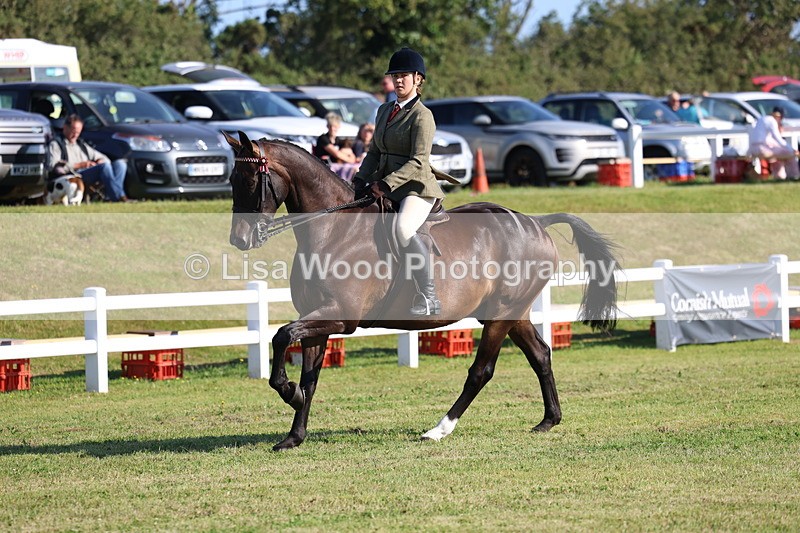 3E7A5398 - Class 2: Rising Star Large Hack/Riding Horse