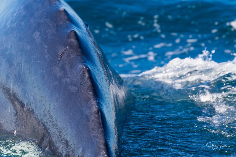 0A3A6360 Dorsal Ridge 1 - Humpback Whales