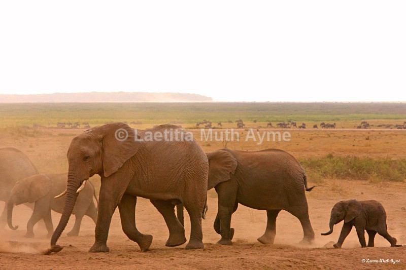 _M7B0147 Amboseli - Elephants
