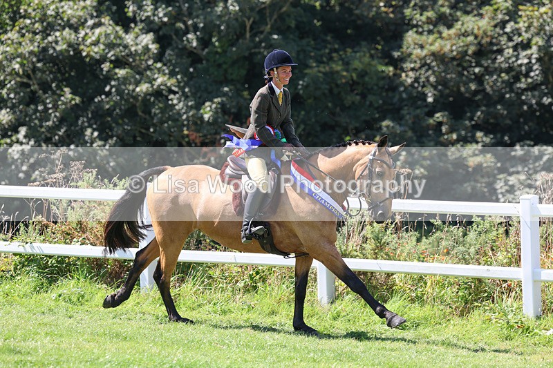 3E7A9342 - Working Hunter Championship