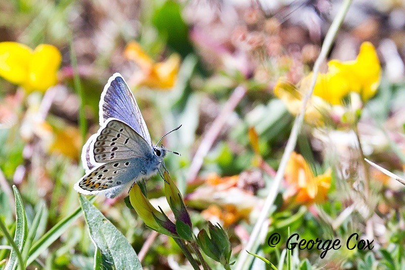 silver studded blue pyrenees