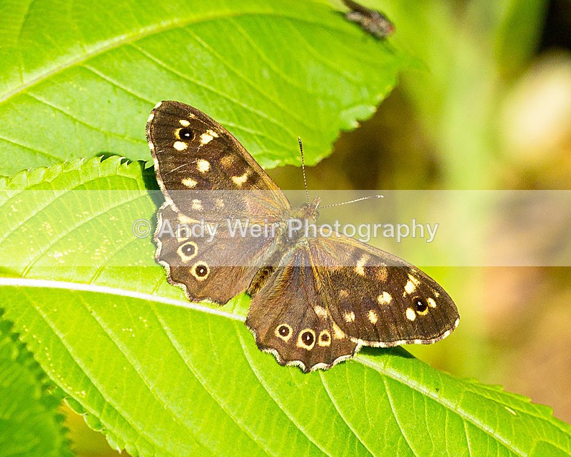 20150802-3K8A9155 - Butterflies & Moths