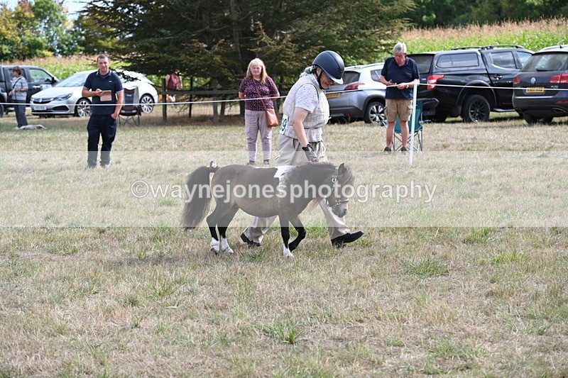 WJ6_7009 - Class 21 Shetland & Mini Horses
