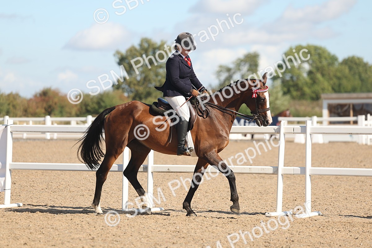 SBM_13020 - Class 305 - Ridden Foreign Breed Pure Bred