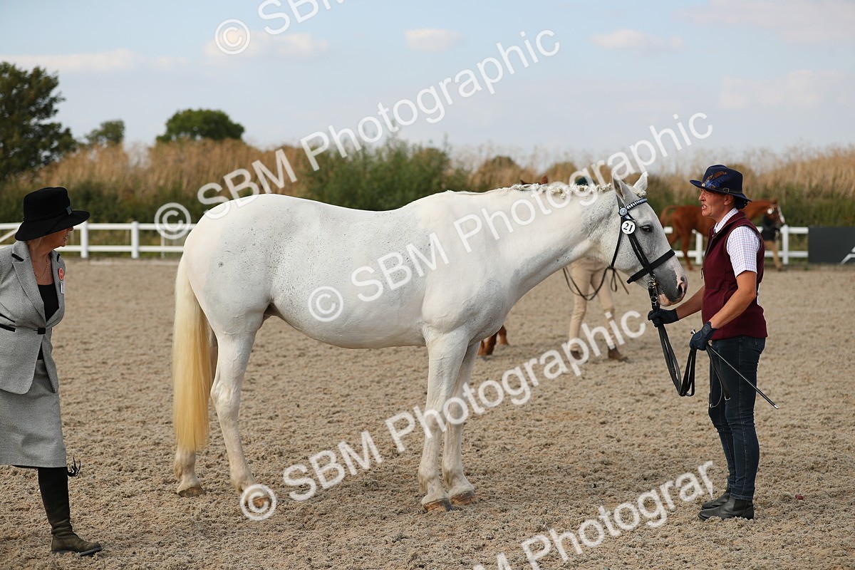 SBM_08611 - Class 28 - IH Veteran Horse