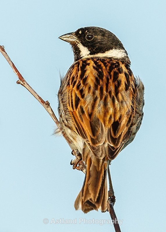 Astland Photography, Bird and Wildlife Images, Susan and Peter Wilson, U.K