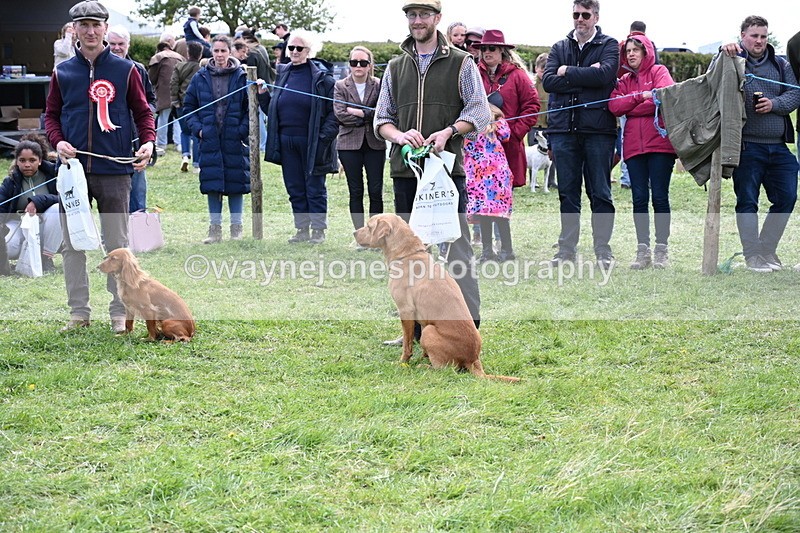 WJ6_9125 - Class 8 Best Working / Gun Dog or Bitch