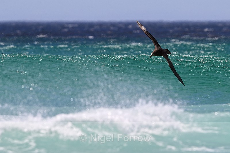 Southern Giant Petrel banking over sea, Volunteer Point, Falklands - Southern Giant Petrel