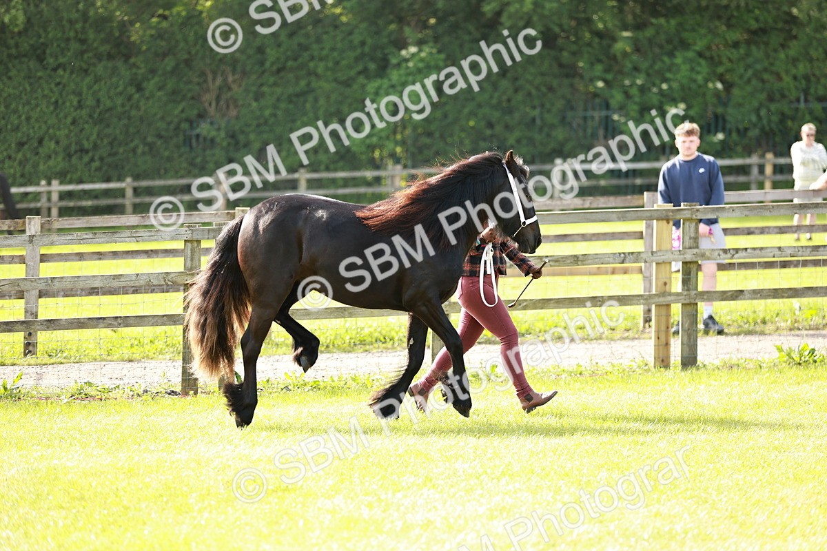 SBM_00688 - Class 14-23 - Mountain & Moorland In Hand Non Welsh