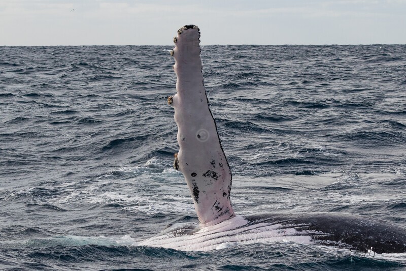 Whale Wave 0A3A0111 - Humpback Whales
