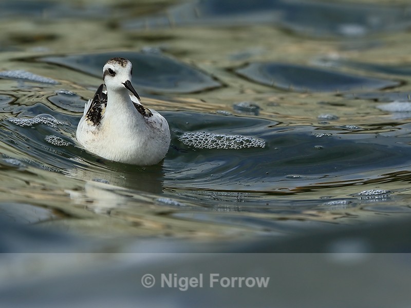 Red-necked Phalarope (juvenile), Farmoor - Red-necked Phalarope