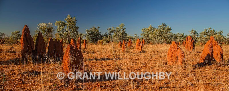 Termite mounds Mt Isa - Australia