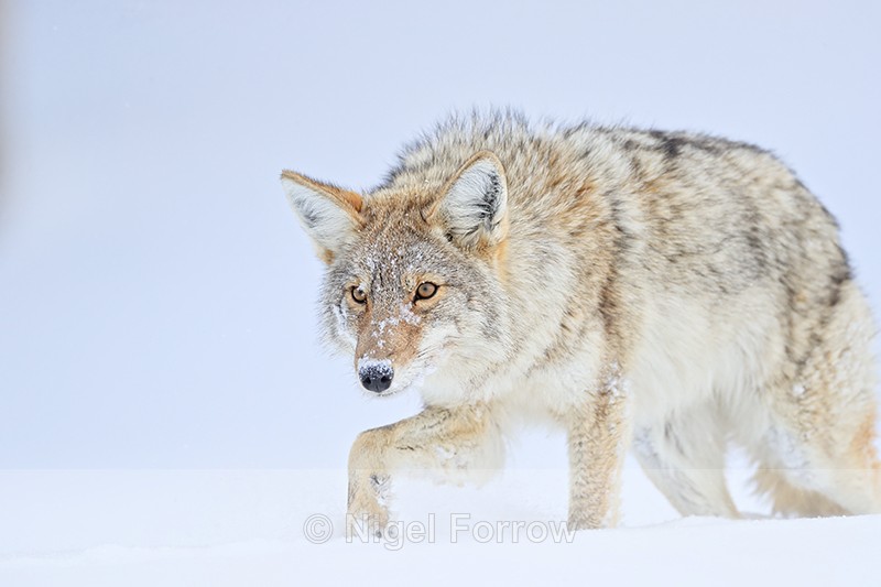 Coyote moves forward cautiously, Hayden Valley, Yellowstone - Coyote
