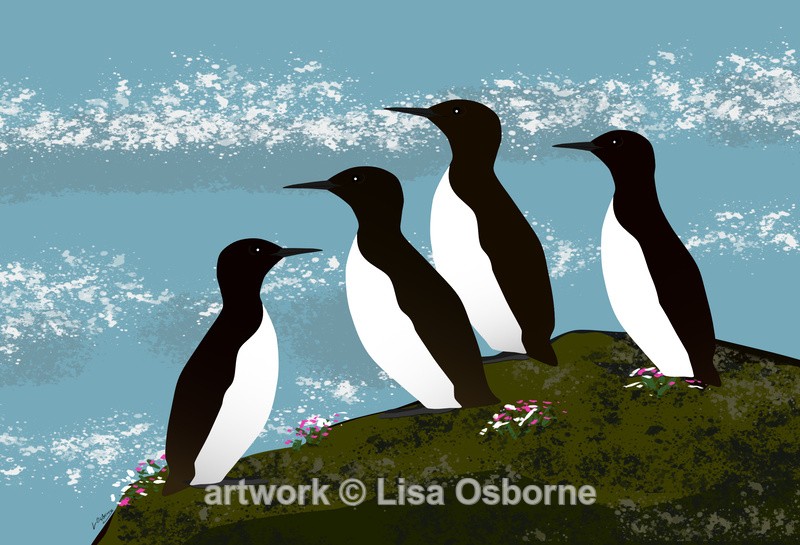 Guillemots - Birds
