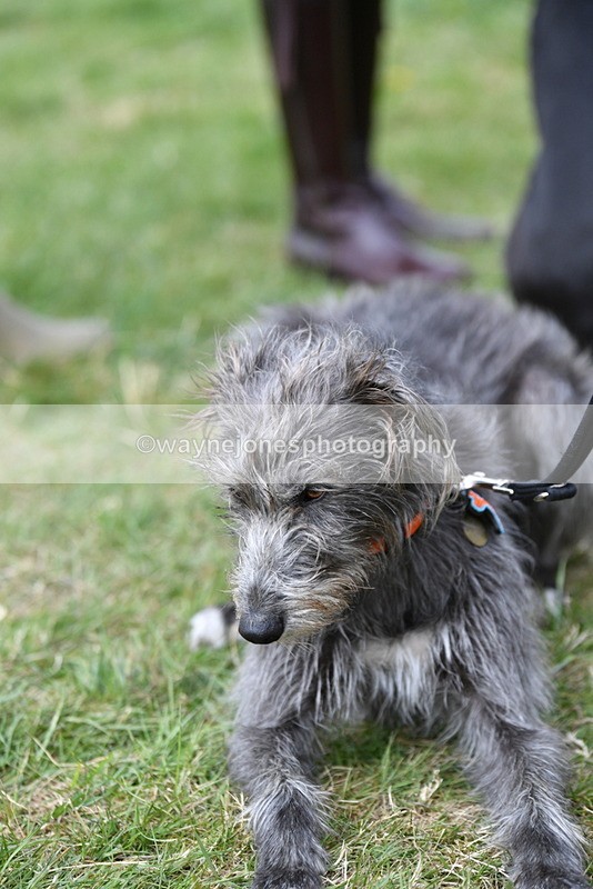 WJ5_9232 - Class 1 Best Cross Breed / Heniz 57