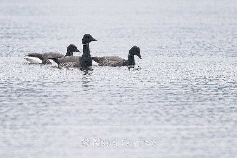 Three Brent Geese, Wych Channel, Poole Harbour, Dorset - Brent Goose