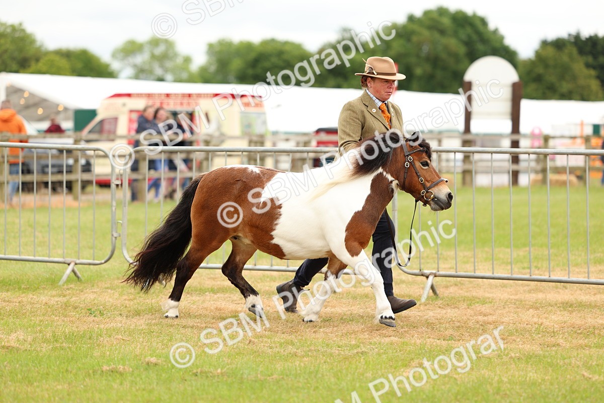 SBM_04352 - Class 64-67 - Shetland Pony In Hand