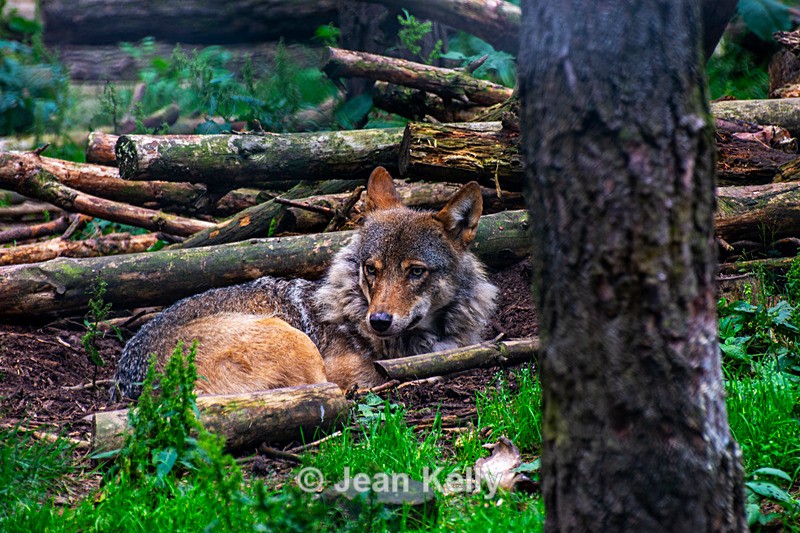 Wolf - DSC_6944 - Wolves and Foxes