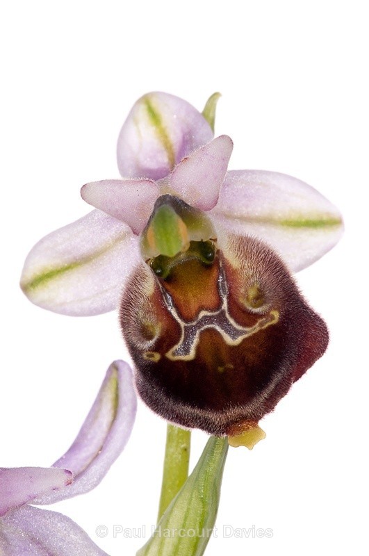  - WB: Orchids - Ophrys