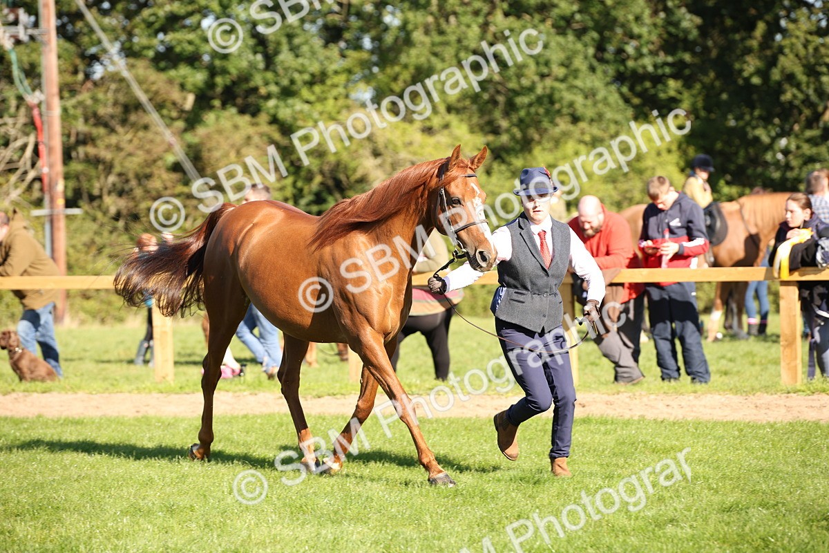 SBM_36569 - S10 - Best In Hand Horse & Pony