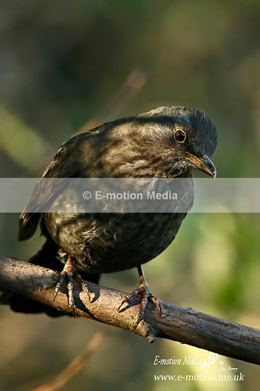 Blackbird f 200116 2 - Nature
