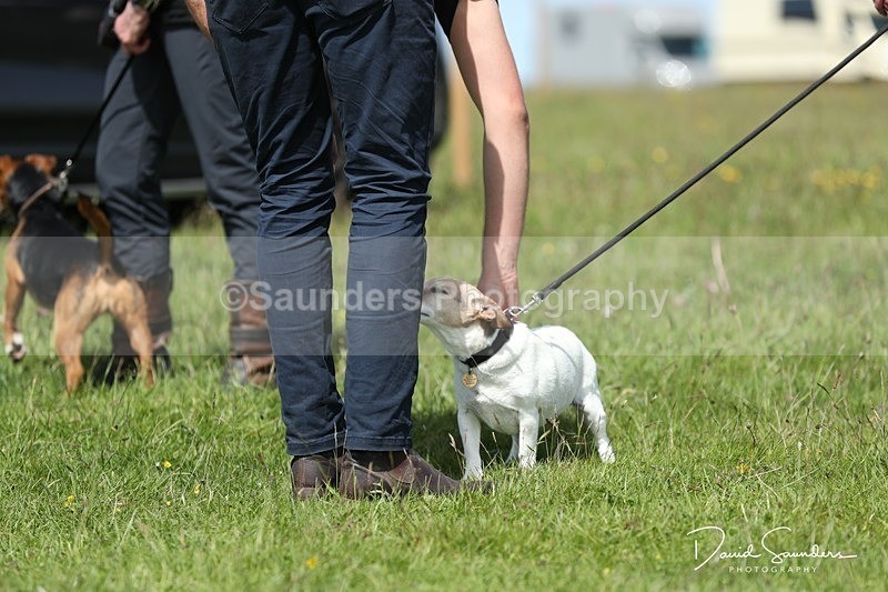SPXX0539 - Dog show