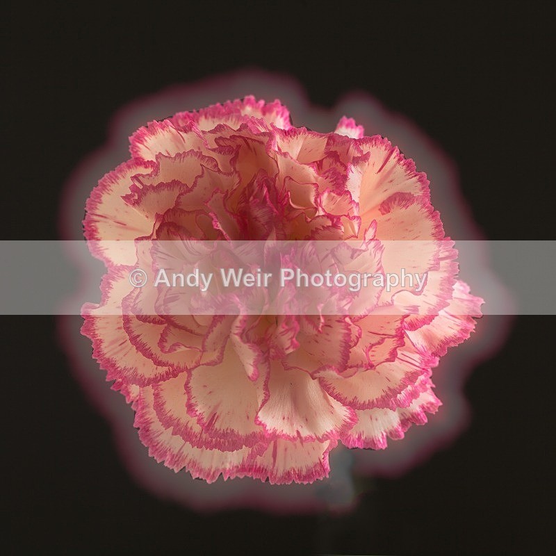 20120624-_MG_9000-1191 - Plants & Flowers