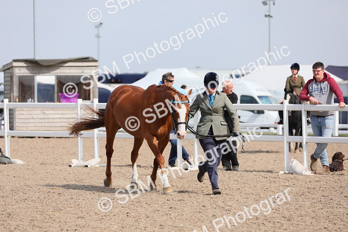 SBM_15794 - Class 312 IH Competition Horse/Pony