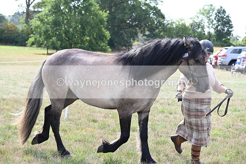 WJ6_4134 - Class 15 Youngstock