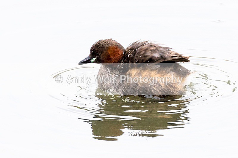 170710-untitled0124 - Gt. Crested & Little Grebes