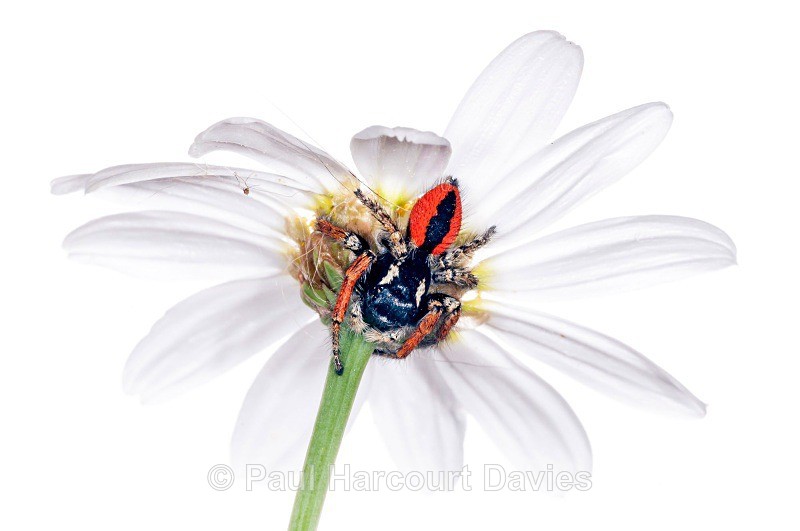 jumping spider (Philaeus chrysops) MYN - Small Creatures - WB