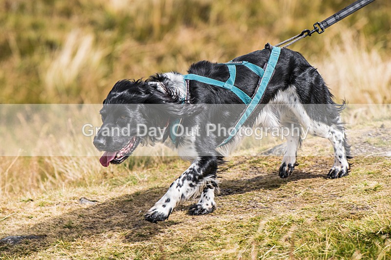 Lowther-792 - Lowther Lakeland Fell & Trail Race Sunday 9th August 2026