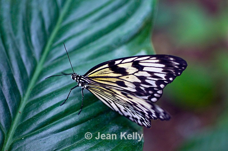 Large Tree Nymph butterfly - 4561 - Insects