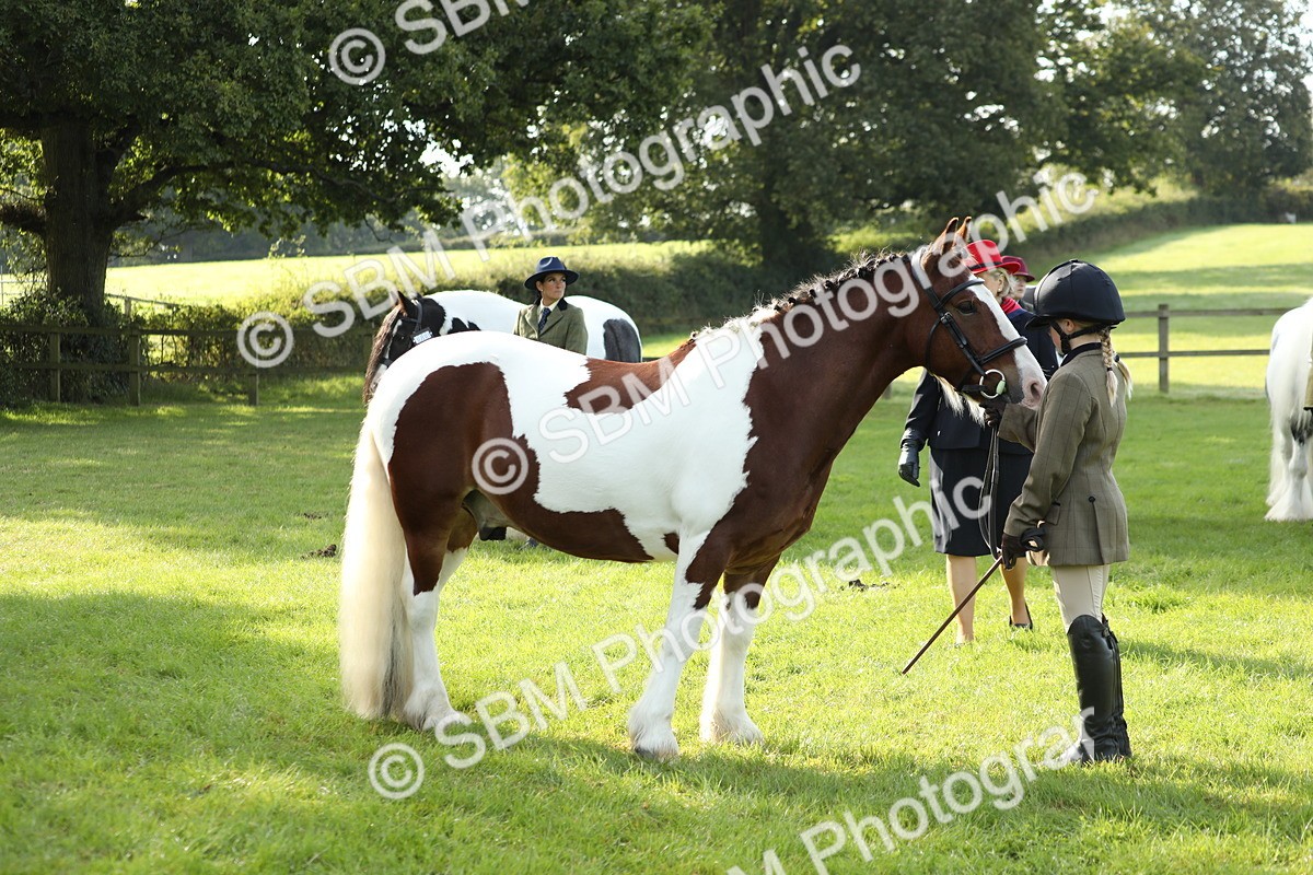SBM_60940 - S43 - Coloured Pony In Hand