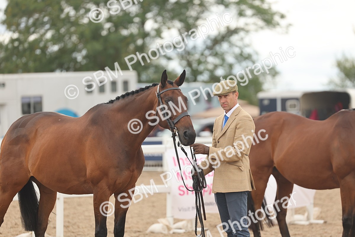 SBM_17124 - Class 313 - IH Retired Racehorse