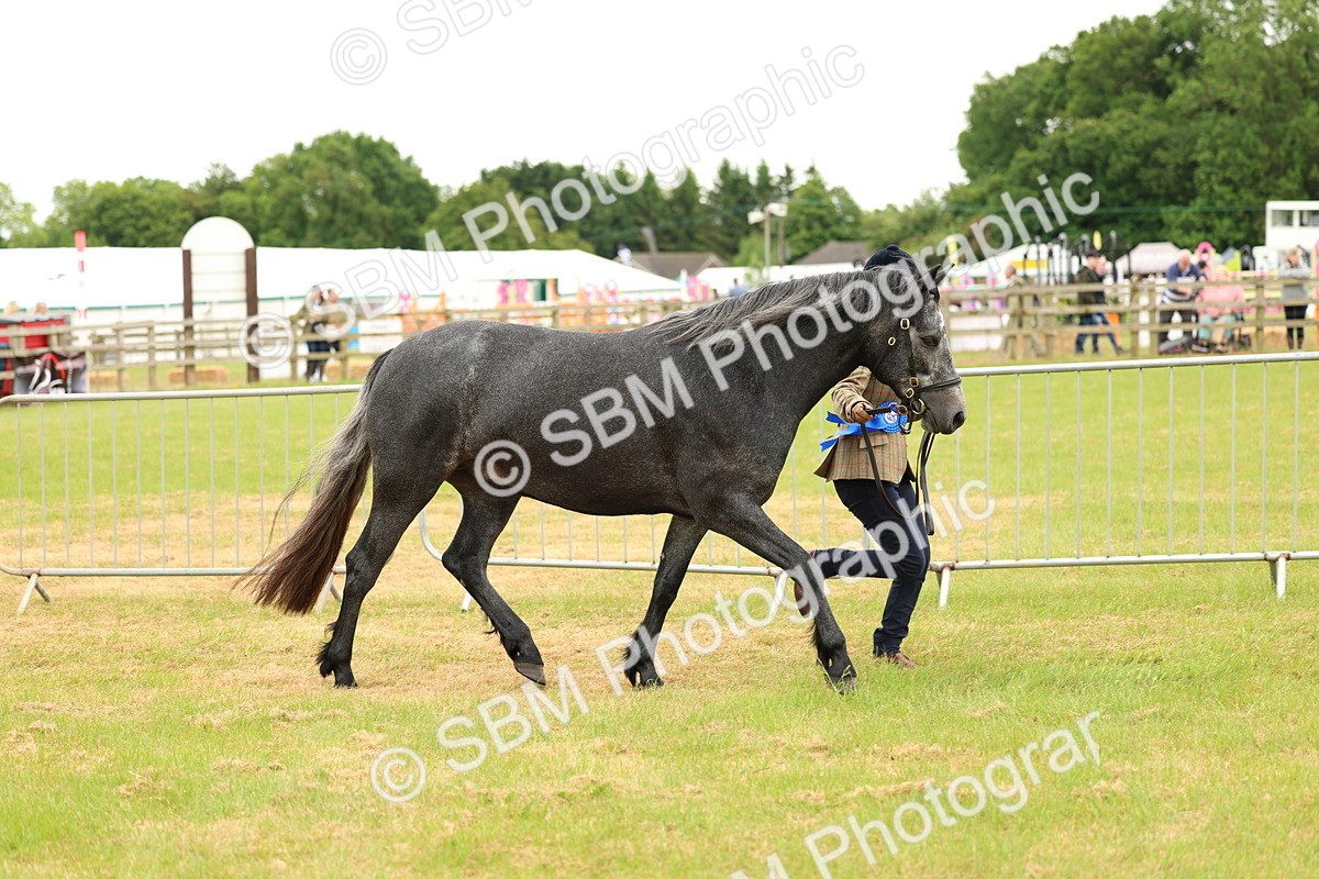 SBM_04278 - Class 64-67 - Shetland Pony In Hand