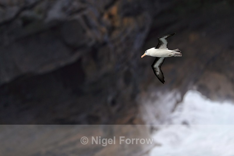 Black-browed Albatross, dark cliff background, West Point Island - Black-browed Albatross