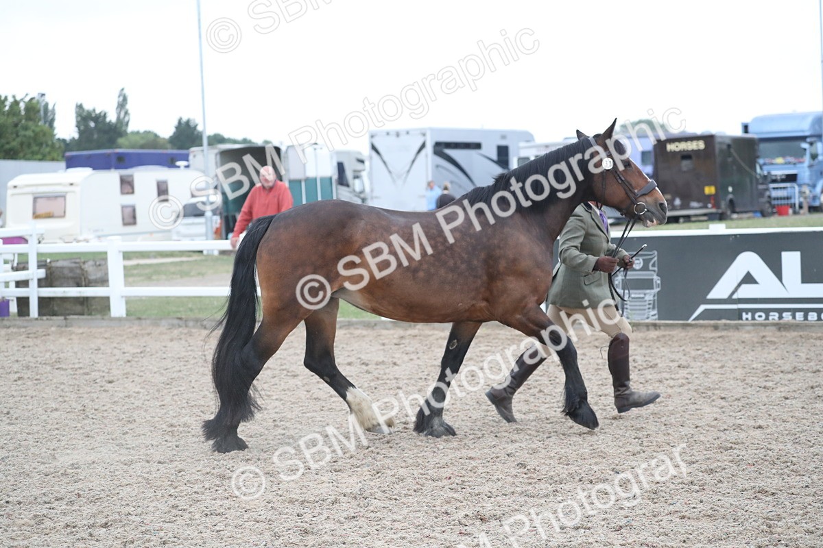 SBM_18301 - Class 318 IH Part bred Horse/Pony