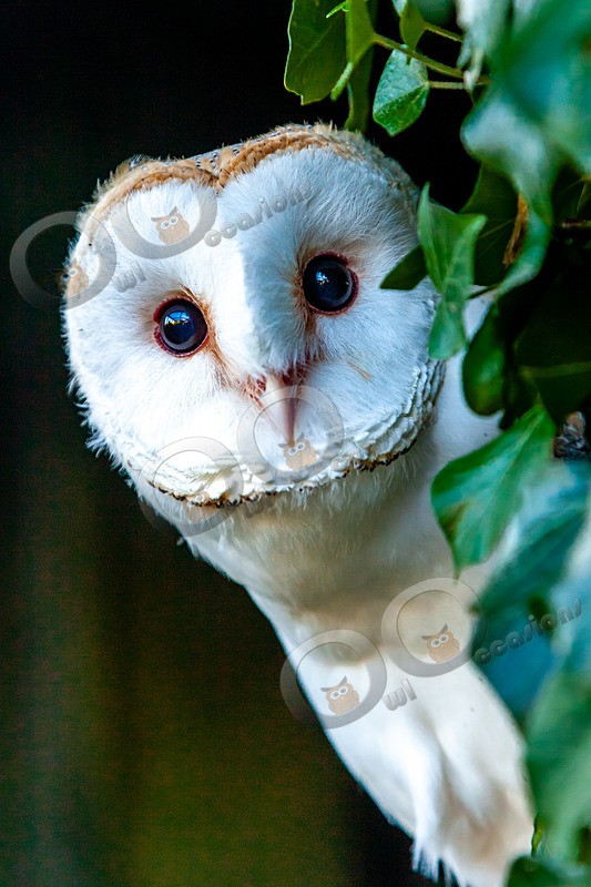 barn owl tyto alba-1075 - Owls of the World