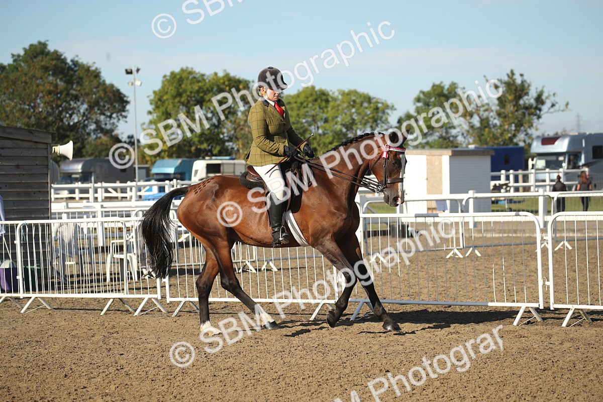 SBM_11290 - Class 501 -Riding Club Pony