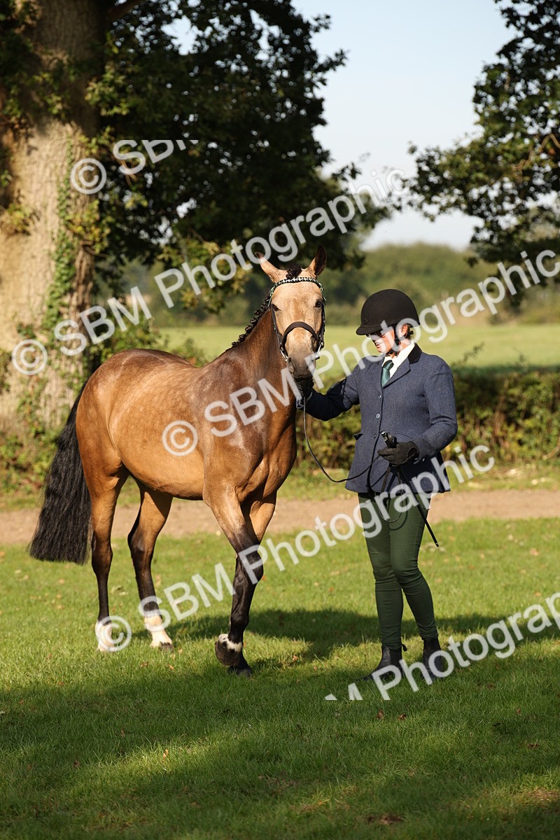 SBM_59387 - S52 - Other Coloured Horse In Hand