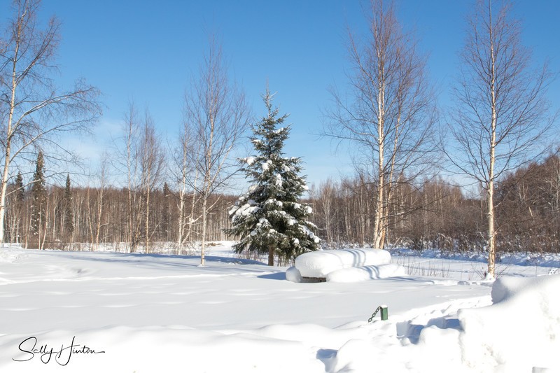 Alaskan Winter Wonderland
