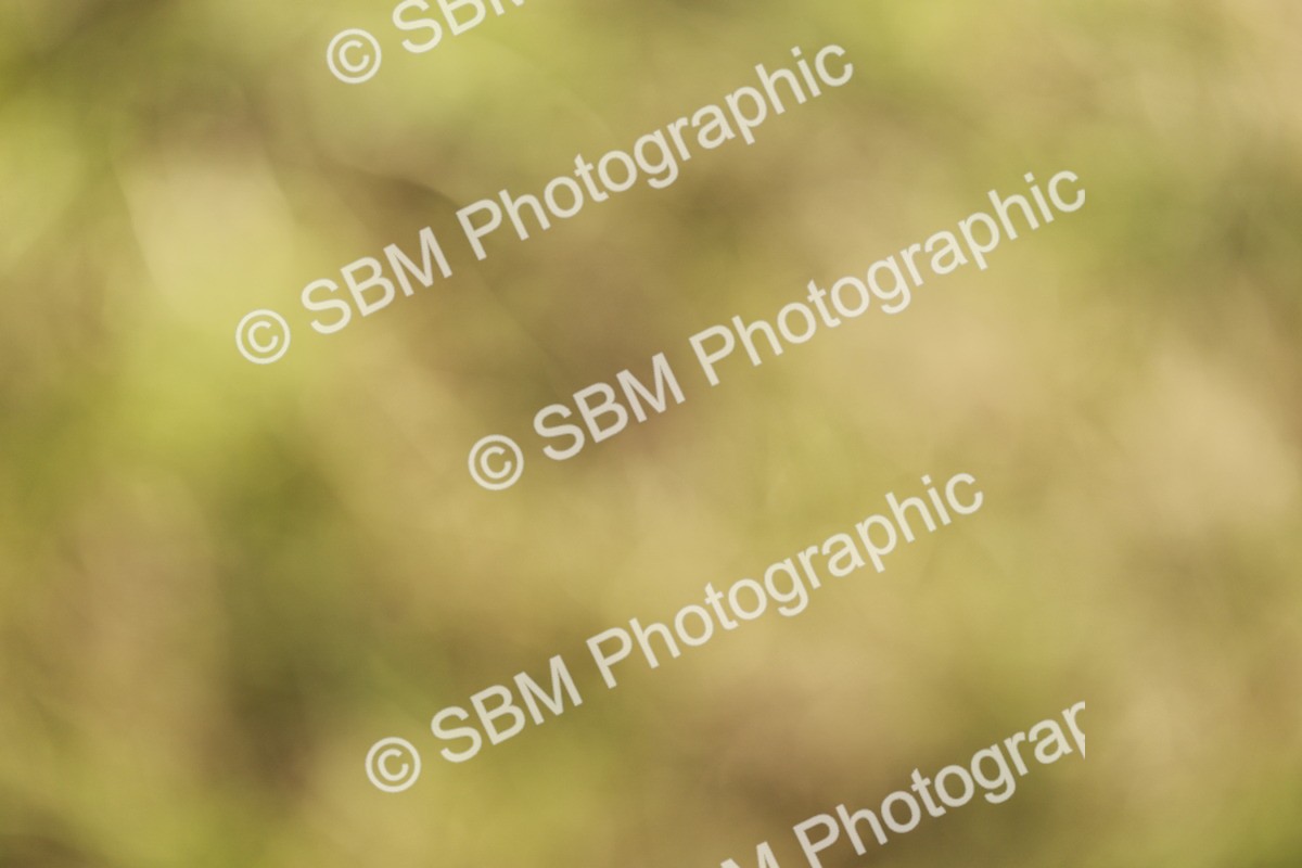 SBM_01654 - Class 14-23 - Mountain & Moorland In Hand Non Welsh