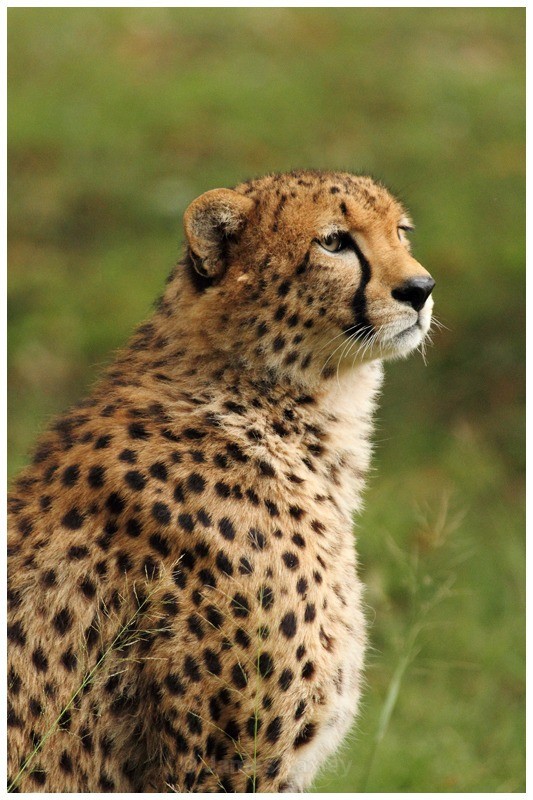 Cheetah Portrait - Kenyan Safari 2013