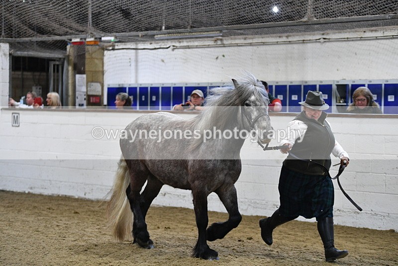 WJ5_3485 - Class 1 Youngstock