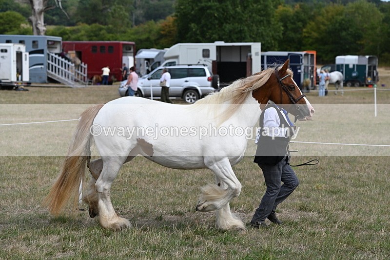 WJ6_6541 - Class 20 In-hand Cob