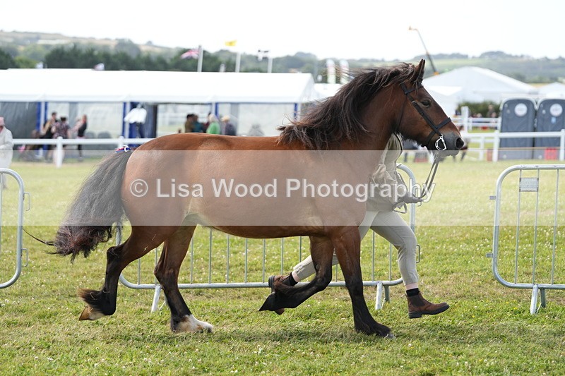 DSC05736 - Class 51: NPS M&M 4 years and over Large Breeds